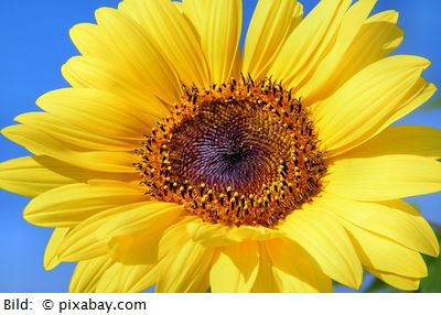 sun flower pixabay